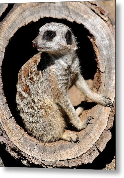 Meerkat Metal Print featuring the photograph Hangin' Around by Gene Tatroe