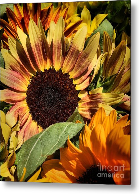 Sunflowers Metal Print featuring the photograph Here Comes The Sun by Robert McCubbin