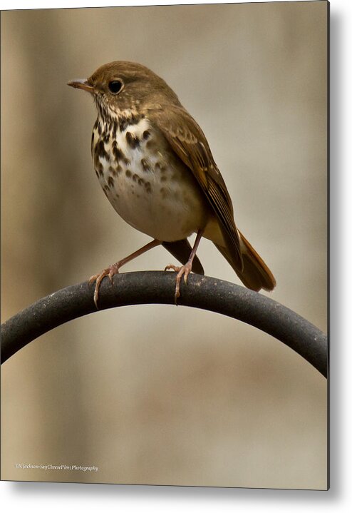 Hermit Thrush Metal Print featuring the photograph Hermit Thrush by Robert L Jackson