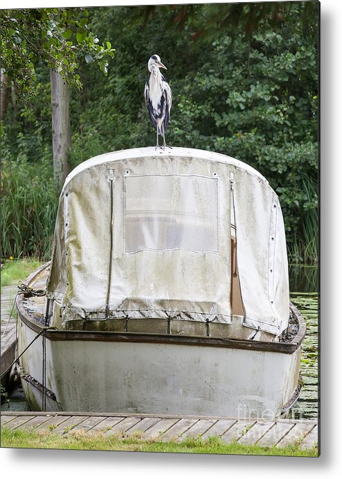 Heron Metal Print featuring the photograph Heron perched on boat by Simon Bratt