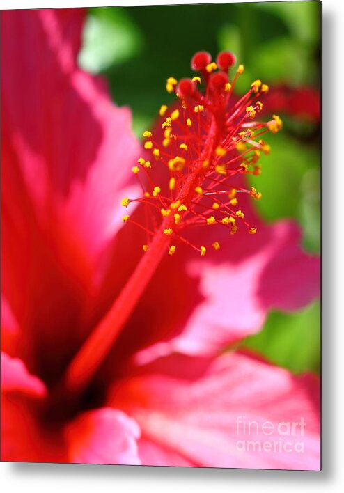 Hibiscus Metal Print featuring the photograph Hibiscus by Henrik Lehnerer