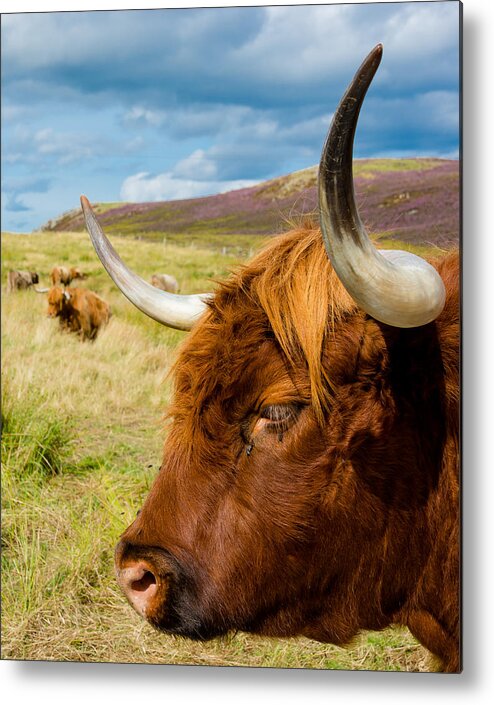 Cow Metal Print featuring the photograph Highland Cattle On Scottish Pasture by Andreas Berthold