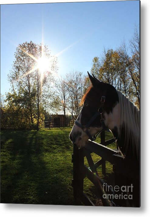 Horse Metal Print featuring the photograph Horse with Sunburst by Janice Byer