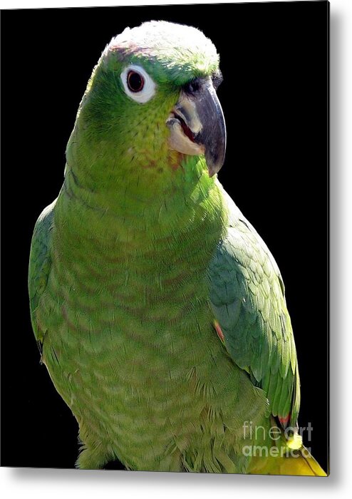 Parrot Metal Print featuring the photograph Huey the Mealy Amazon Parrot by Rose Santuci-Sofranko