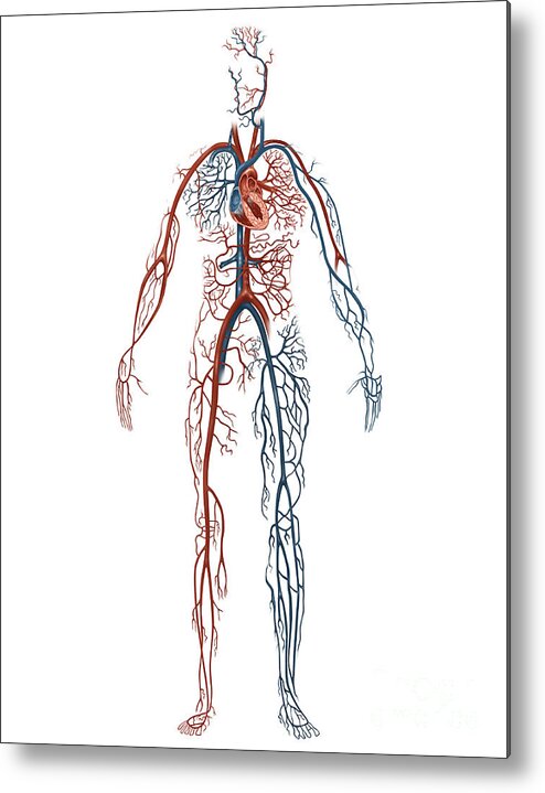 Science Metal Print featuring the photograph Human Circulatory System, Illustration by Gwen Shockey