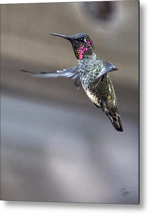 Endre Metal Print featuring the photograph Hummingbird 4 by Endre Balogh