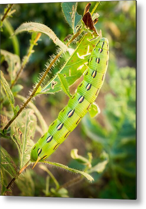 Caterpillar Metal Print featuring the photograph Hummingbird Moth Caterpillar by Bill Pevlor