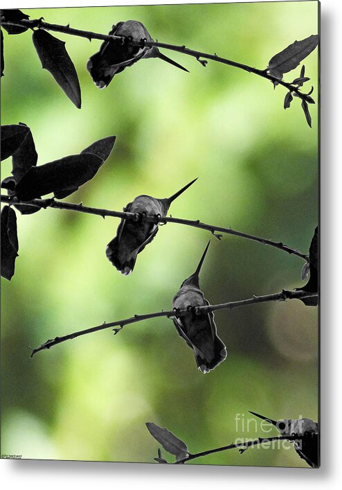 Hummingbird Metal Print featuring the digital art Hummingbird Tree by Lizi Beard-Ward