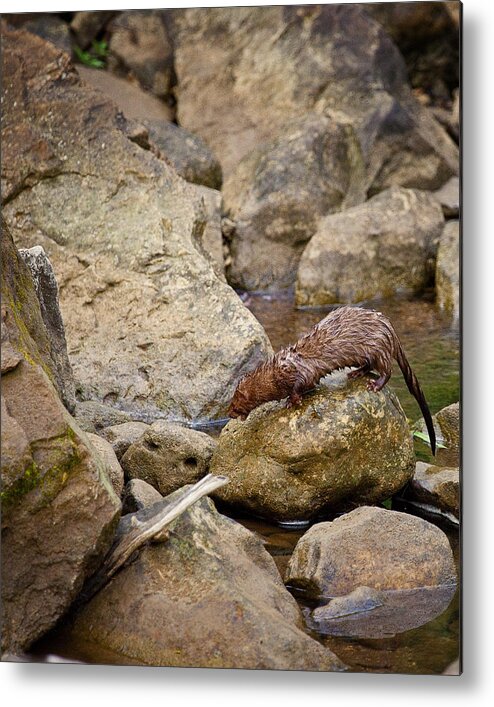 Mink Metal Print featuring the photograph Hunting Along Ponca Creek by Michael Dougherty