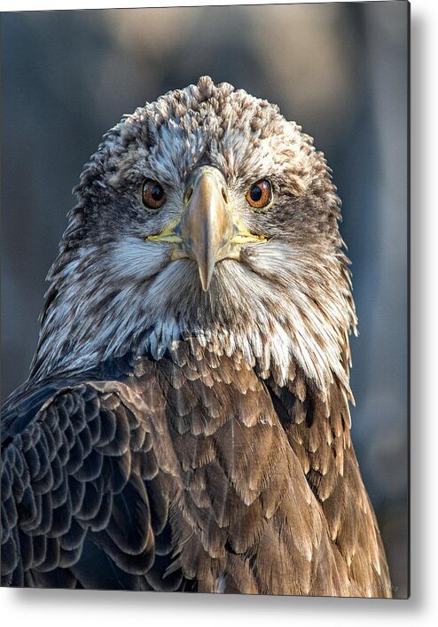 Bald Eagle Metal Print featuring the photograph I'll Be Watching You by Phil Abrams