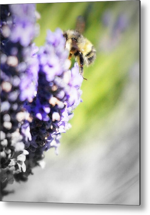 Bee Metal Print featuring the photograph Into my world by Winnie Marth