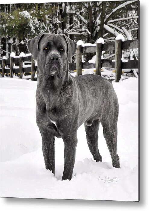 Cane Corso Metal Print featuring the photograph Italian Mastiff  by Fran J Scott