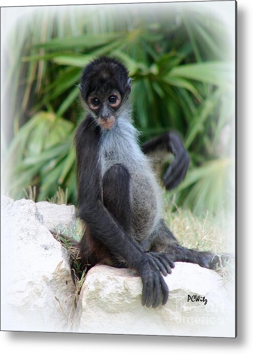 Monkey Metal Print featuring the photograph Itchy Belly by Patrick Witz