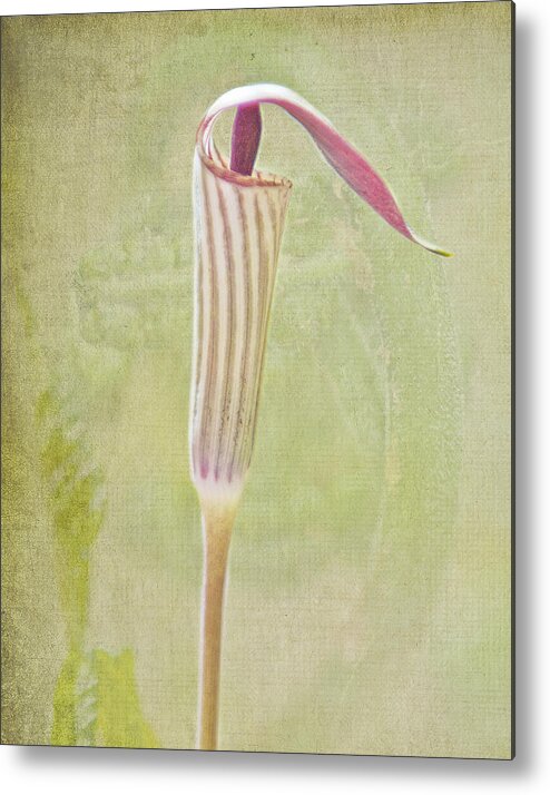 Flower Metal Print featuring the photograph Jack in the Pulpit by Rick Hartigan