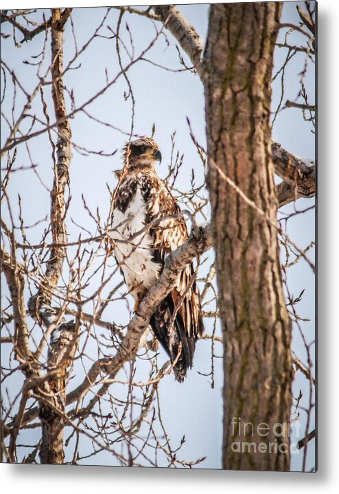 Eagle Metal Print featuring the photograph Juvenile Eagle by Grace Grogan