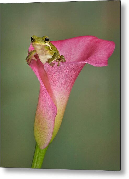 Calla Metal Print featuring the photograph Kermit Peeking Out by Susan Candelario