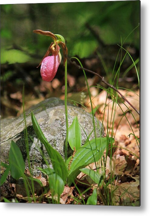 Fineartamerica Metal Print featuring the photograph Lady Slippers at Moore State Park 3 by Michael Saunders