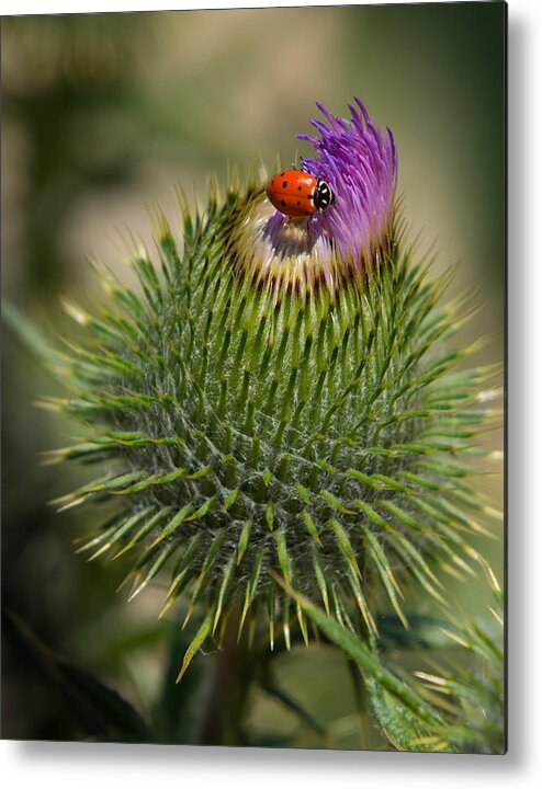 Ladybug Metal Print featuring the photograph Ladybug On Thistle by Janis Knight