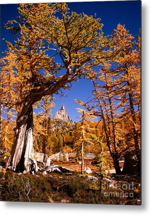 Larch Tree Metal Print featuring the photograph Larches frame Prusik Peak by Tracy Knauer