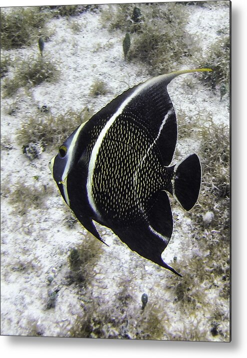 Fish Metal Print featuring the photograph Left Turn by Lynne Browne
