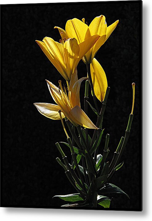 Flowers Metal Print featuring the photograph Lily Light by Suzy Piatt
