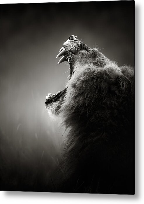 Lion Metal Print featuring the photograph Lion displaying dangerous teeth by Johan Swanepoel