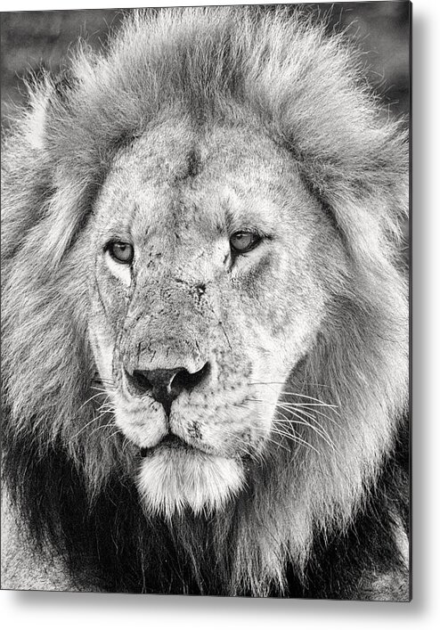 3scape Metal Print featuring the photograph Lion King by Adam Romanowicz