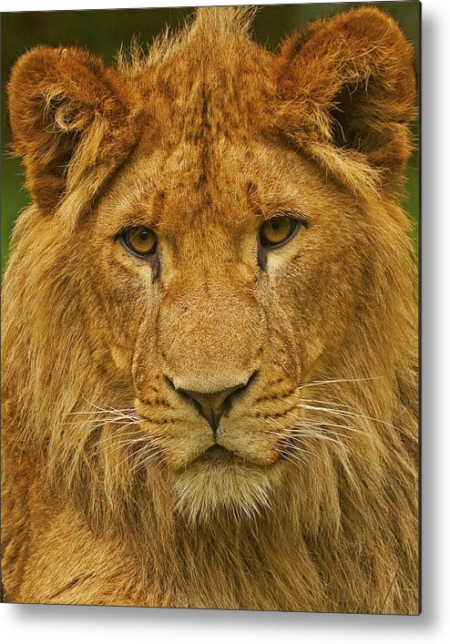Lion Metal Print featuring the photograph Lion by Paul Scoullar