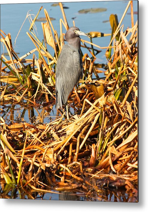 Water Bird Metal Print featuring the photograph Little Blue....Heron by Tammy Schneider