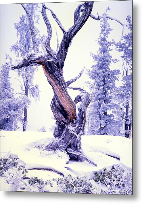 National Park Metal Print featuring the photograph Lone Pine by Ray Mathis