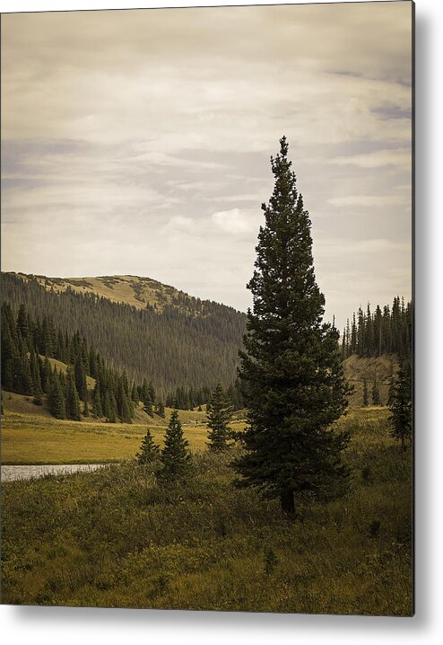 Poudre Lake Photographs Metal Print featuring the photograph Lone Pine by Wayne Meyer