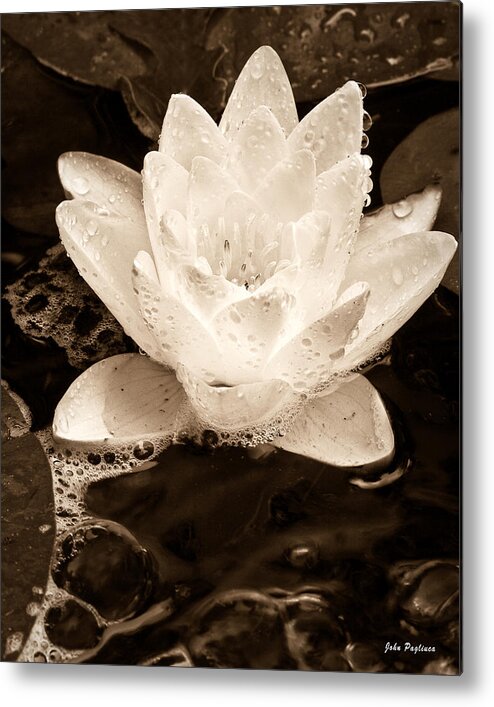 Aquatic Metal Print featuring the photograph Lotus Blossom by John Pagliuca