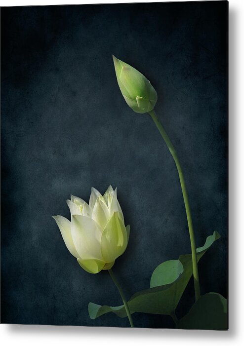 Nature Metal Print featuring the photograph Lotus Bud and Bloom by Deborah Smith