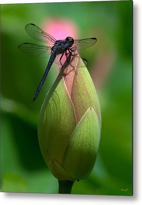 Lotus Bud Metal Print featuring the photograph Lotus Bud and Slatey Skimmer Dragonfly DL006 by Gerry Gantt