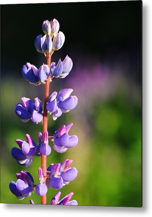 Lupine Metal Print featuring the photograph Lupine by Paul Noble