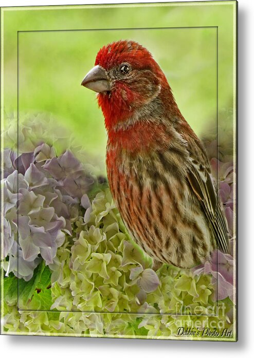 Nature Metal Print featuring the photograph Male Finch in Hydrangesa by Debbie Portwood