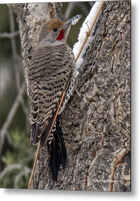 Red-shafted Northern Flicker Metal Print featuring the photograph Male Red-shafted Northern Flicker by Stephen Johnson