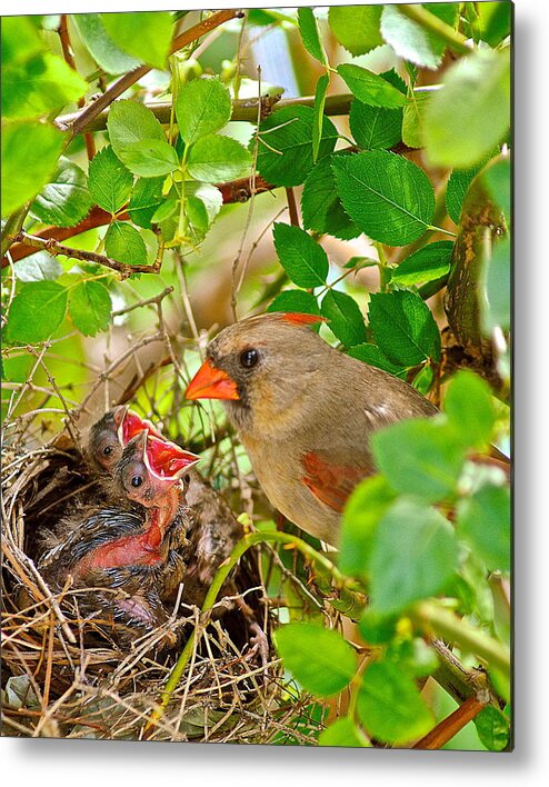 Cardinal Metal Print featuring the photograph Mama Bird by Frozen in Time Fine Art Photography
