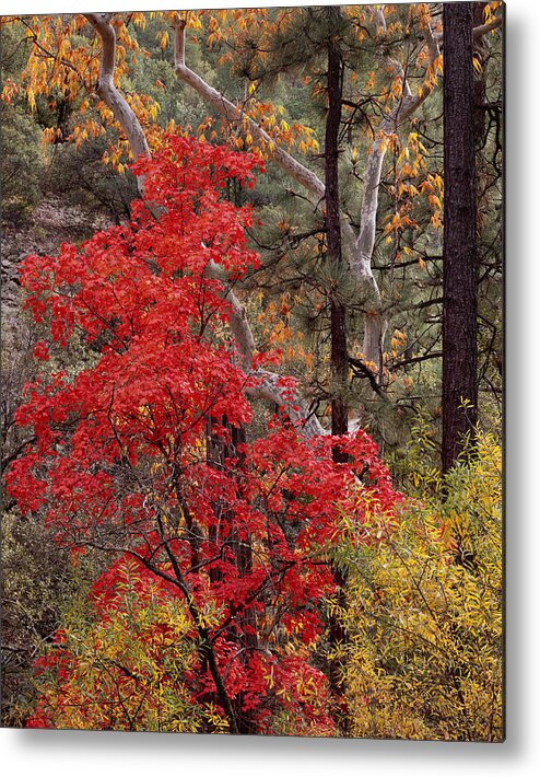 Arizona Metal Print featuring the photograph Maple Sycamore Pine by Tom Daniel