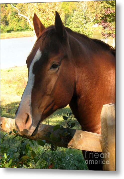 Horse Metal Print featuring the photograph Meshkenaw by Wendy Coulson