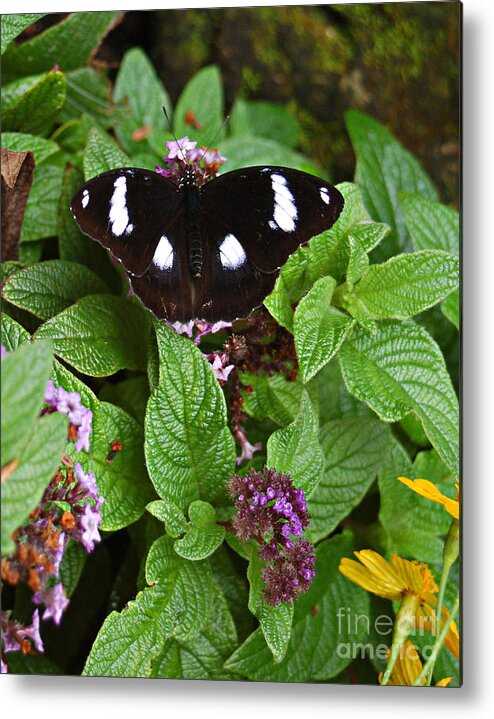 Diane Berry Metal Print featuring the photograph Mimic Eggfly by Diane E Berry
