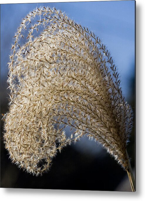 Nature Metal Print featuring the photograph Miscanthus Sinensis III by Michael Friedman