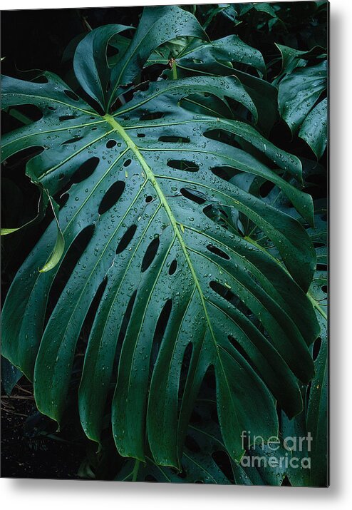 Monstera Plant Metal Print featuring the photograph Monstera Plant by Tracy Knauer