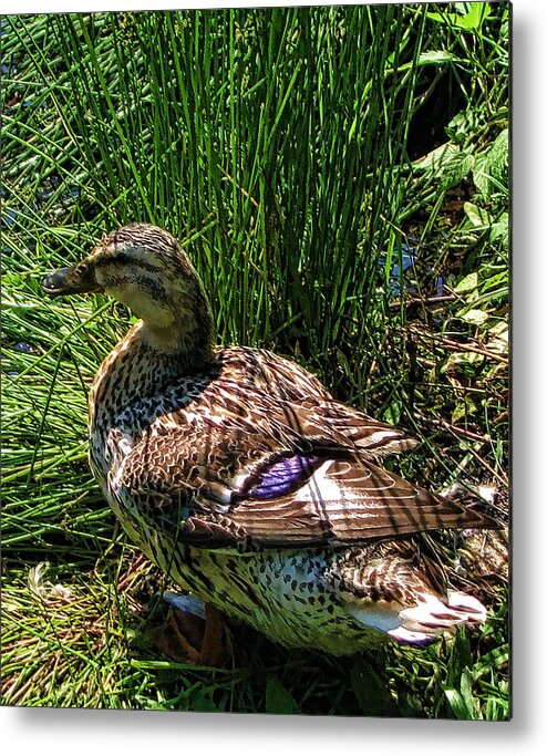 Ducks Metal Print featuring the photograph Mother by Joe Bledsoe