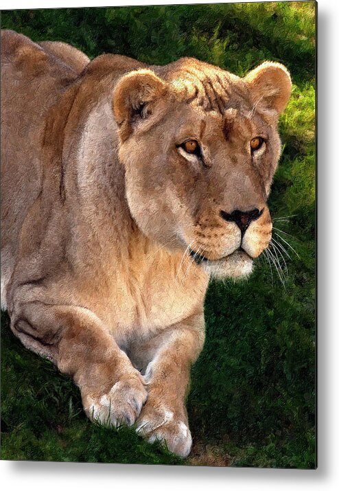 Lion Metal Print featuring the photograph Moving In painted version by Steve Harrington