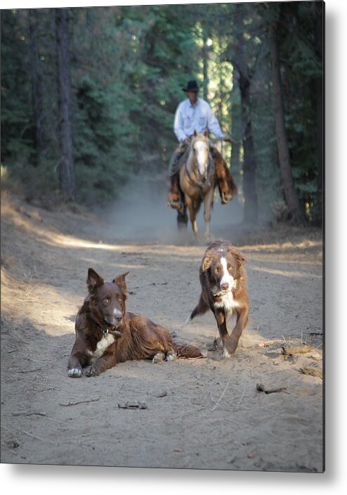 Cowdogs Metal Print featuring the photograph My Team by Diane Bohna