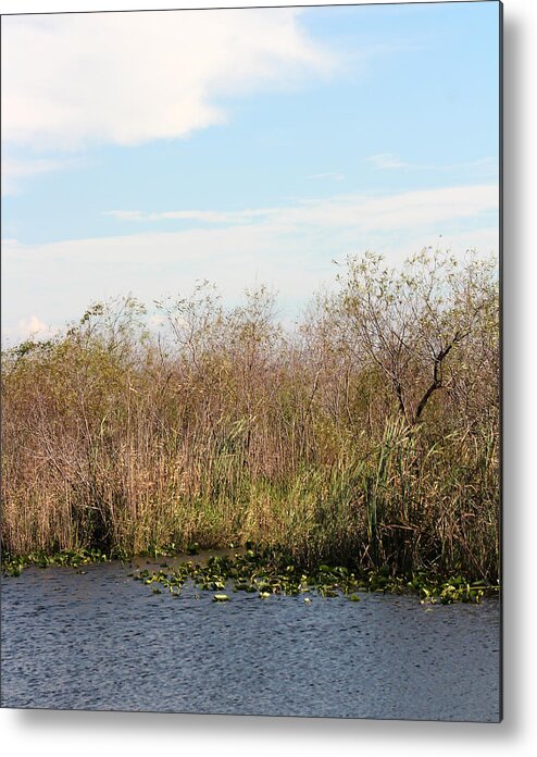 Florida Everglades Metal Print featuring the photograph Nature Show by Audrey Robillard