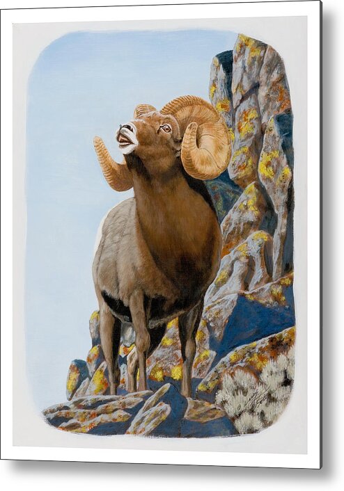 Nevada Metal Print featuring the painting Nevada Rocky Mountain Bighorn by Darcy Tate