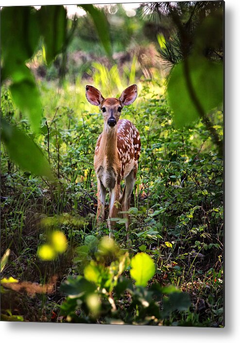 Whitetail Fawn Metal Print featuring the photograph Newborn Fawn by Michael Dougherty