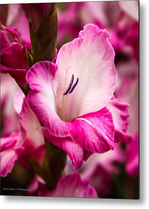 Pink Metal Print featuring the photograph No Words by Ross Henton